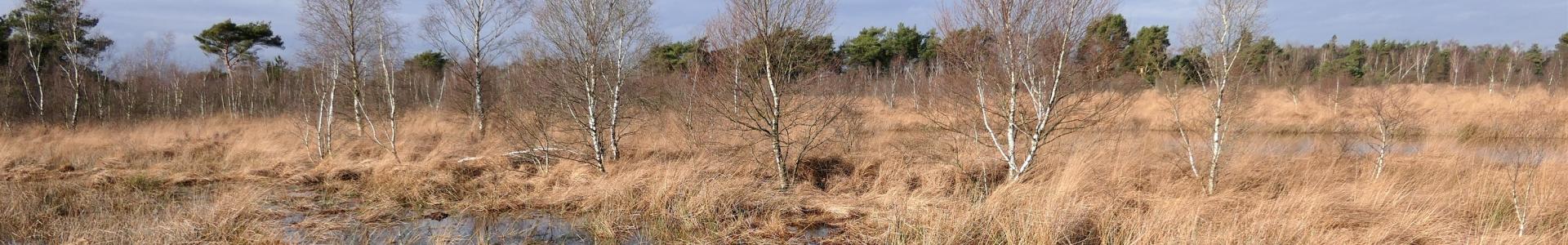 Nationaal park de Groote Peel