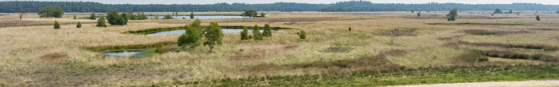 Vennen in natuurgebied Weinjeterper Schar