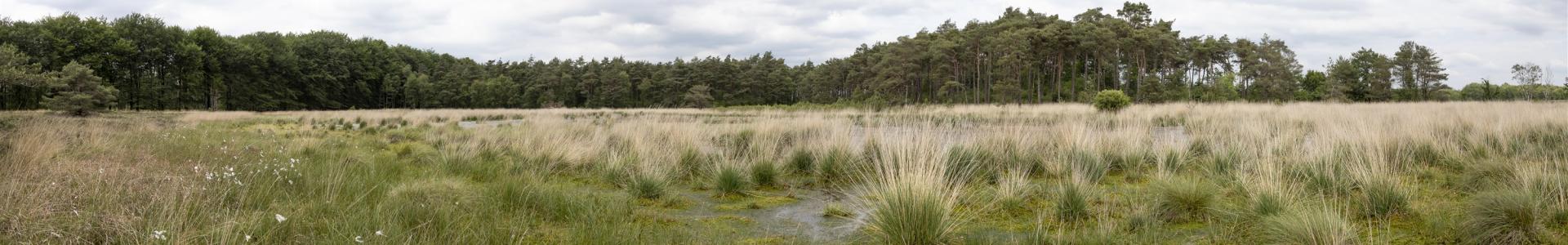 Natte heide