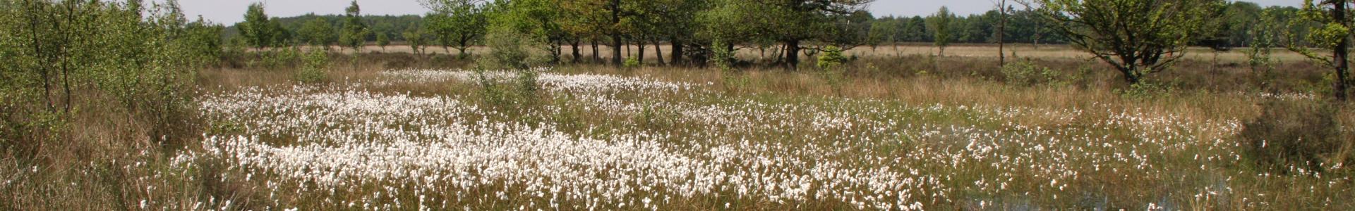 Veenpluis op het Dwingelderveld