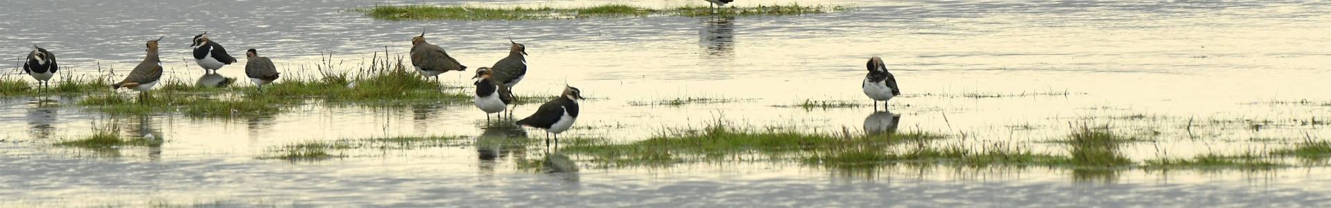 Foeragerende kieviten met in de achtergrond grauw gans