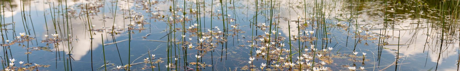 Witte waterranonkel in vochtige duinvallei