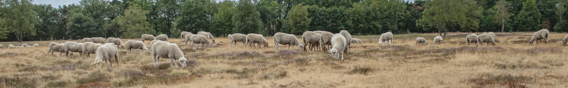 Kempische heideschapen