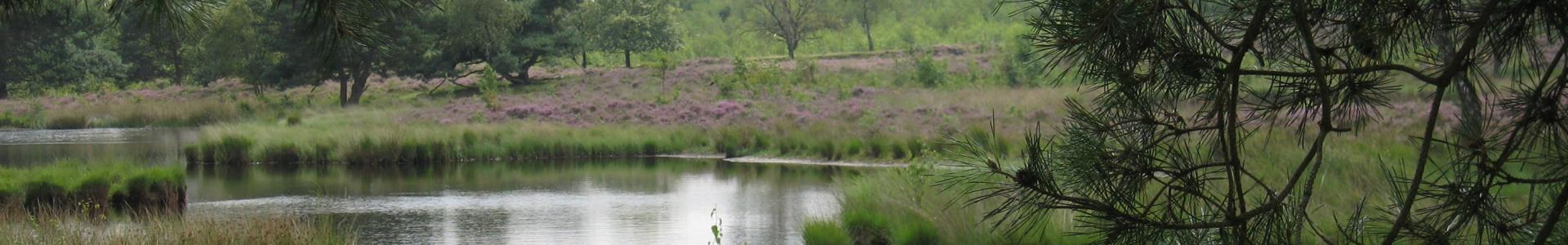 Bloeiende struikheide in het Quin