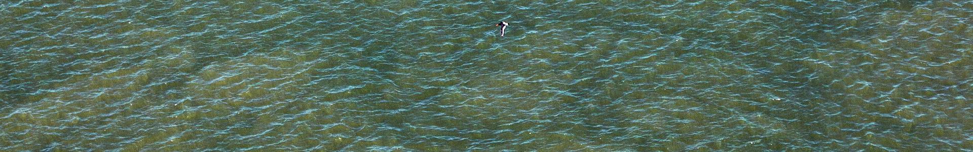 Natuur langs de grote Nederlandse wateren