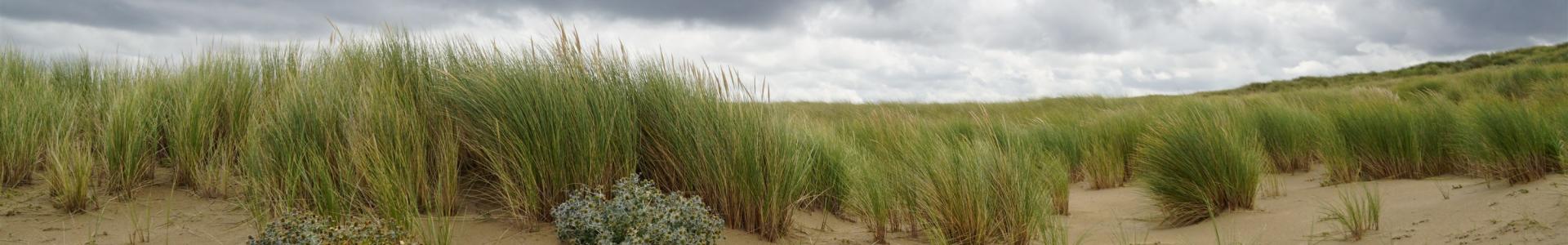 Primaire duinen