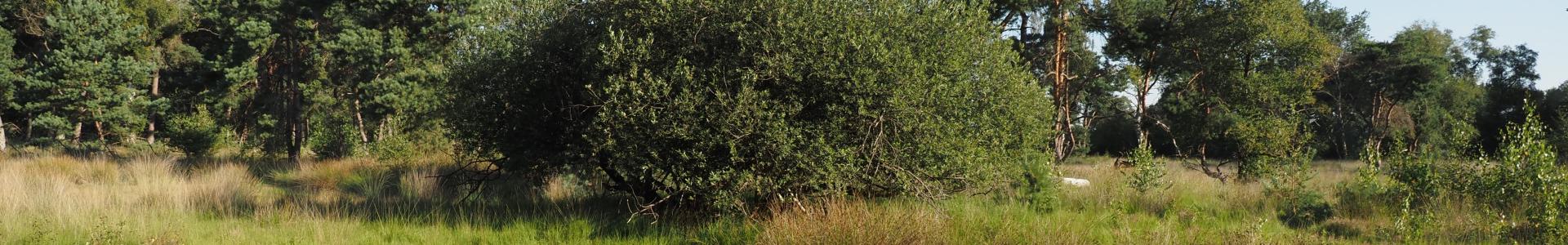 Natuurherstel van poelen Boetelerveld bij Raalte