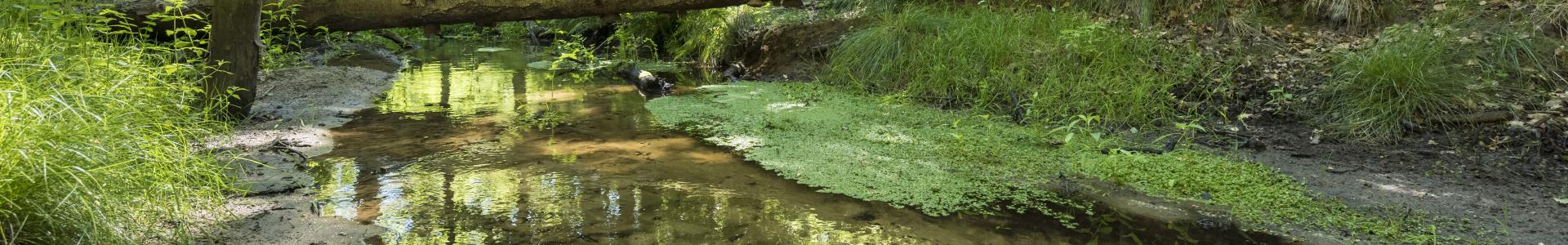 Hierdense Beek