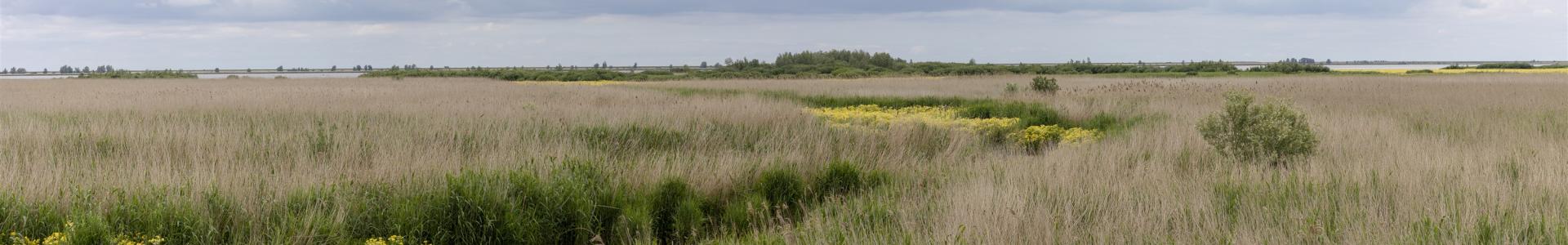 Moerasandijvie Oostvaardersplassen