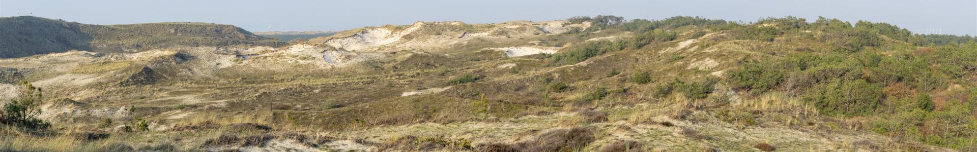 Schoorlse duinen grijsduin duingrasland