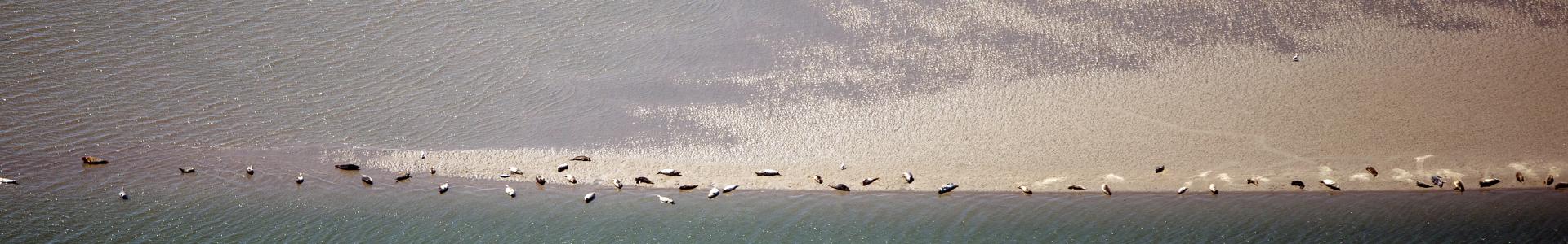 Zandplaat in de Noordzee vlak voor de Voornse kust met vogels, Aalscholvers en Zeehonden