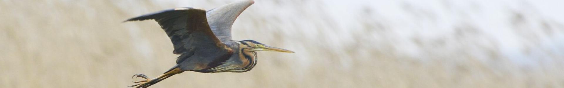Purperreiger
