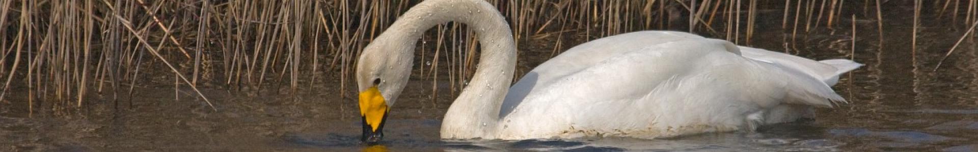 Wilde zwaan