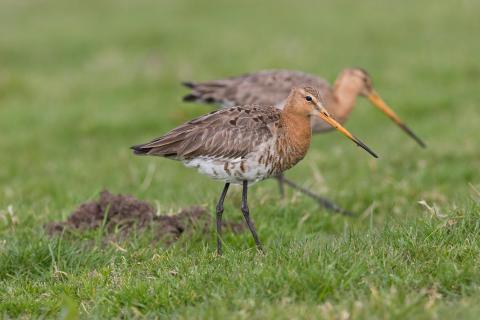 Twee grutto's in een weiland