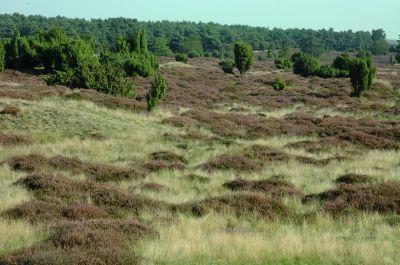 Drouwenerzand landschap