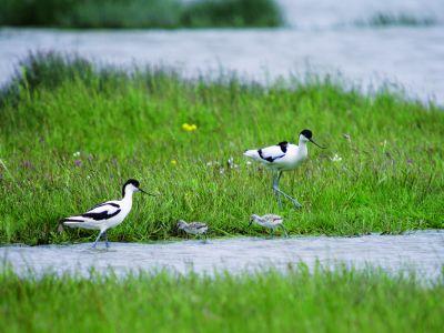 Kluut met jongen in Corverskooi 