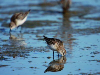 Kleine Strandloper Vlieland 