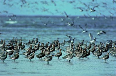 Rosse gruttos op wad