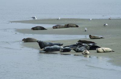 grijze en gewone zeehond Texel